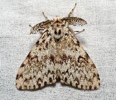 Attēlu rezultāti vaicājumam “Lymantria monacha pupa”