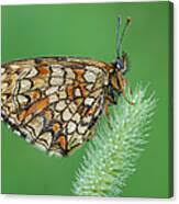 Attēlu rezultāti vaicājumam “Mellicta athalia”