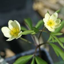 Attēlu rezultāti vaicājumam “Anemone x lipsiensis leaf”