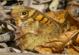 Attēlu rezultāti vaicājumam “Pararge aegeria underside”