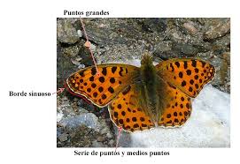 Attēlu rezultāti vaicājumam “Issoria lathonia upperside”