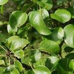 Attēlu rezultāti vaicājumam “Pyrus pyraster”