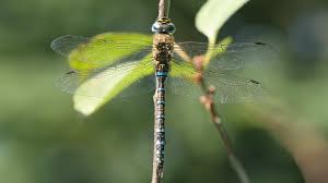 Attēlu rezultāti vaicājumam “Aeshna mixta male”