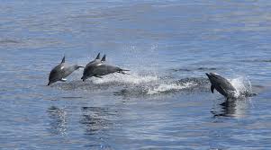 Image result for Durley Dolphin Diver