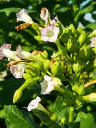 Attēlu rezultāti vaicājumam “Nicotiana tabacum flower”