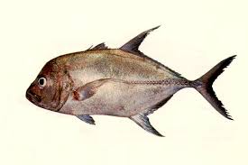 Image result for Caranx lugubris