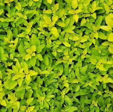 Attēlu rezultāti vaicājumam “Origanum vulgare”