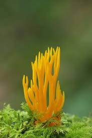 Attēlu rezultāti vaicājumam “Calocera viscosa”
