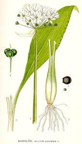 Attēlu rezultāti vaicājumam “Allium ursinum flower”