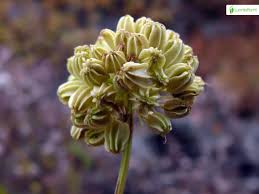Attēlu rezultāti vaicājumam “Angelica sylvestris fruit”