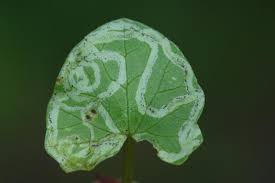 Attēlu rezultāti vaicājumam “Phytomyza ranunculi”