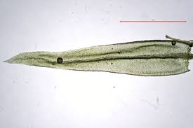 Attēlu rezultāti vaicājumam “Aulacomnium”