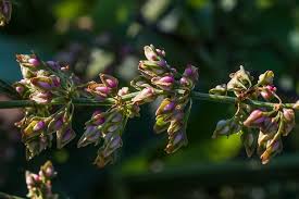 Attēlu rezultāti vaicājumam “Rumex hydrolapathum”