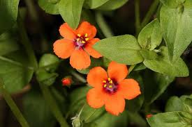 Image result for Anagallis arvensis