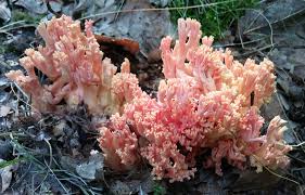 Attēlu rezultāti vaicājumam “Athelia pyriformis”