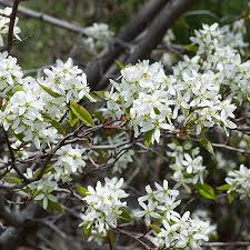 Attēlu rezultāti vaicājumam “Amelanchier canadensis”