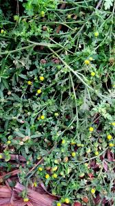 Attēlu rezultāti vaicājumam “Senecio viscosus leaf”
