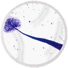 Attēlu rezultāti vaicājumam “Comatricha elegans”