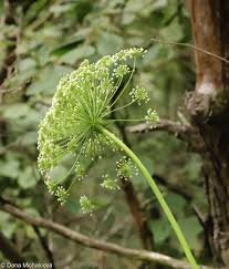 Attēlu rezultāti vaicājumam “Laserpitium latifolium leaf”