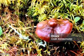 Attēlu rezultāti vaicājumam “Arrhenia spatulata”