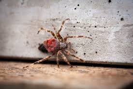 Attēlu rezultāti vaicājumam “Araneus angulatus”