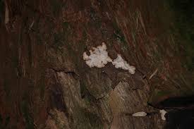 Attēlu rezultāti vaicājumam “Laurilia sulcata”