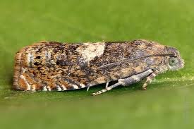 Attēlu rezultāti vaicājumam “Epiblema grandaevana”