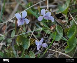 Attēlu rezultāti vaicājumam “Viola epipsila flower”