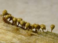 Attēlu rezultāti vaicājumam “Trichia crateriformis spores”