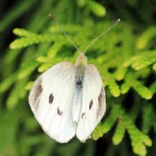 Attēlu rezultāti vaicājumam “Pieris rapae female”