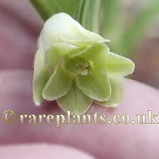 Attēlu rezultāti vaicājumam “Polygonatum odoratum bud”