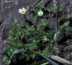 Attēlu rezultāti vaicājumam “Batrachium”