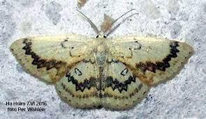 Attēlu rezultāti vaicājumam “Cyclophora annularia”