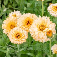 Attēlu rezultāti vaicājumam “Calendula officinalis flower”