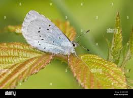 Attēlu rezultāti vaicājumam “Celastrina argiolus male”