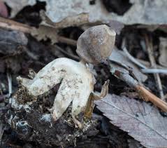 Attēlu rezultāti vaicājumam “Geastrum quadrifidum”