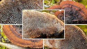 Attēlu rezultāti vaicājumam “Gloeophyllum abietinum”