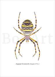 Attēlu rezultāti vaicājumam “Argiope bruennichi female”