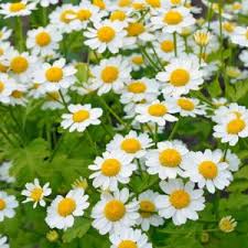 Image result for Tanacetum parthenium 'Tetraweiss'