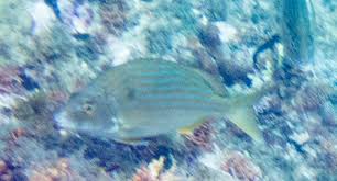 Image result for Archosargus rhomboidalis