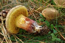 Attēlu rezultāti vaicājumam “Xerocomus pruinatus”