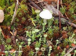 Attēlu rezultāti vaicājumam “Cladonia cornuta”