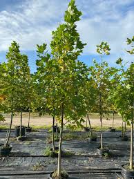 Attēlu rezultāti vaicājumam “Liriodendron tulipifera”