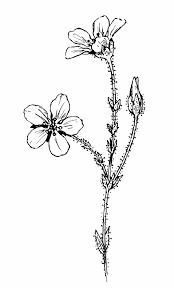 Attēlu rezultāti vaicājumam “Sagina nodosa”