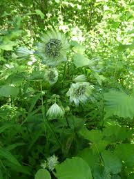 Attēlu rezultāti vaicājumam “Astrantia major leaf”