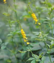 Attēlu rezultāti vaicājumam “Agrimonia pilosa flower”