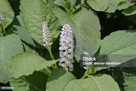 Attēlu rezultāti vaicājumam “Phytolacca acinosa flower”