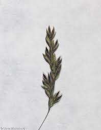 Attēlu rezultāti vaicājumam “Poa trivialis flower”