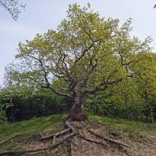 Attēlu rezultāti vaicājumam “Quercus robur”