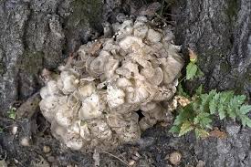 Attēlu rezultāti vaicājumam “Bondarzewia mesenterica”